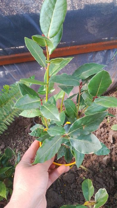 Комнатные цветы от  500 теңге