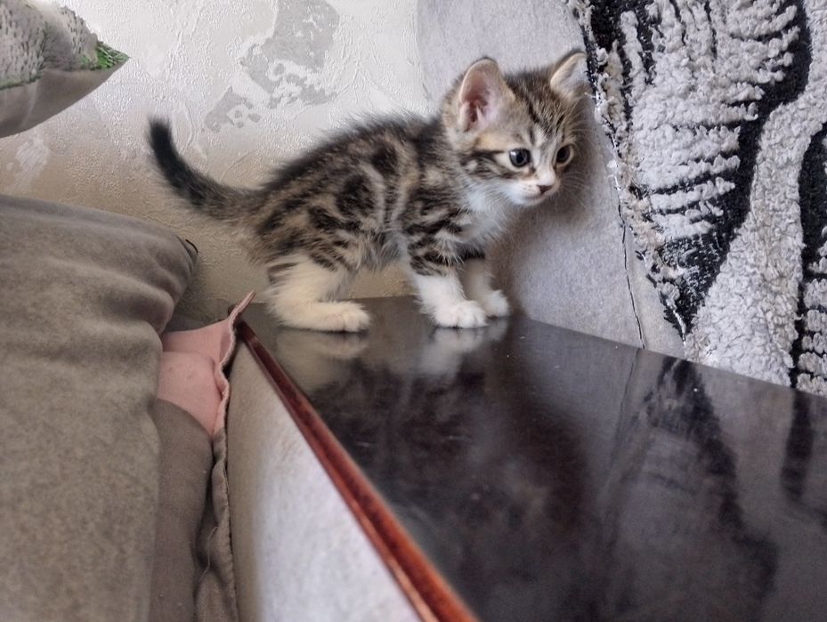 Котята породистые