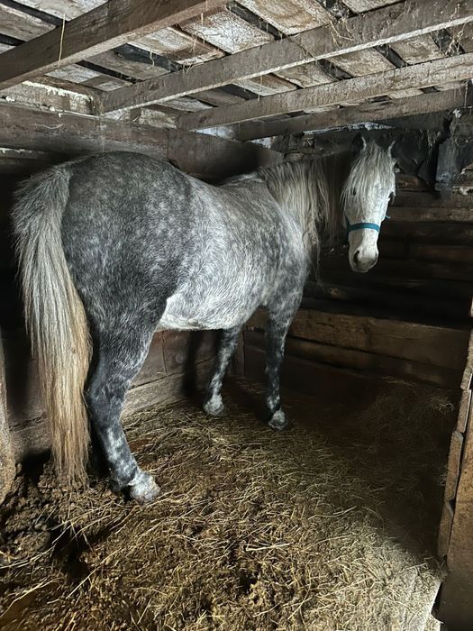 Продам кабылу 8 лет порода старотипной орловки