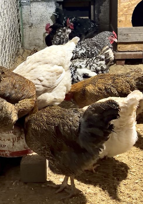 Разнопородные Курочки