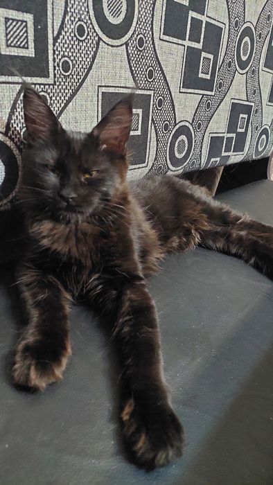 Продается кошечка Мейн-кун