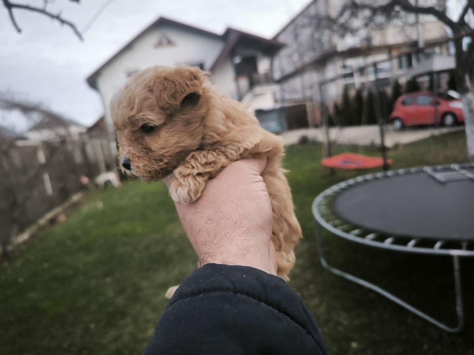 Yorkshire terier gold