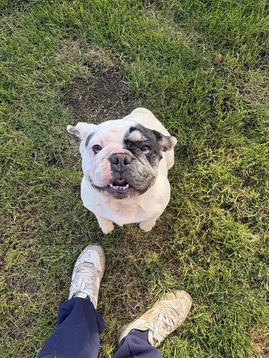 Buldog francez femela