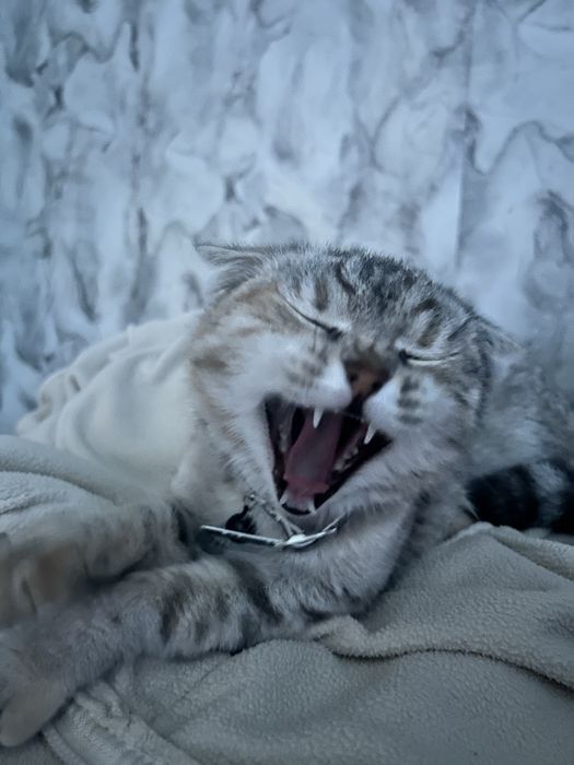 Отдам кошку в добрые руки