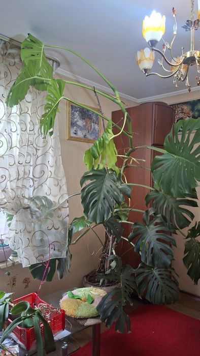 Монстера - вечно зелёная лиана.