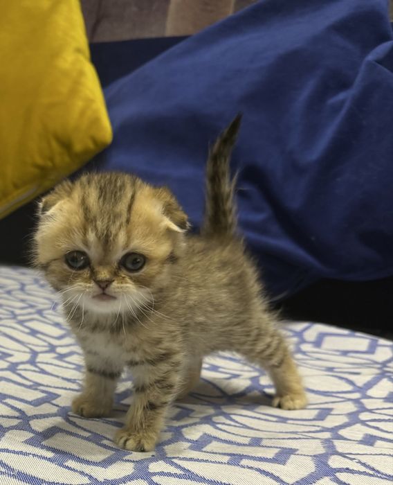 Шотланский Скоттиш Фолд!