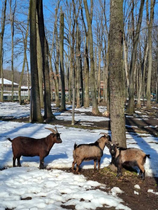 Vând țapi pitici - 200 lei/bucata
