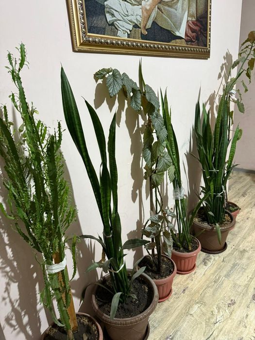 Продам комнатные цветы