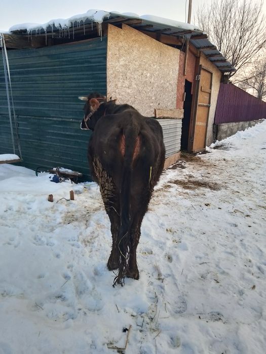 Сиыр сатылады буаз