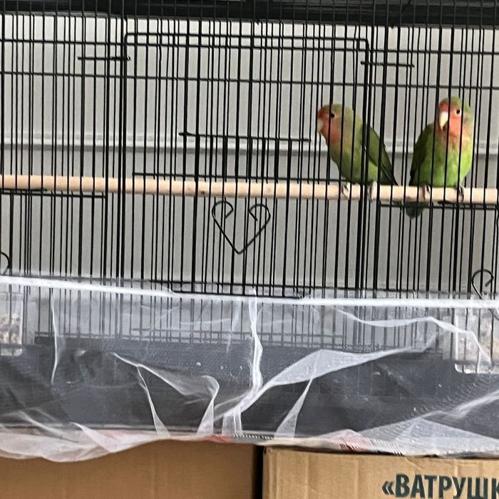 Неразлучник попугай пара