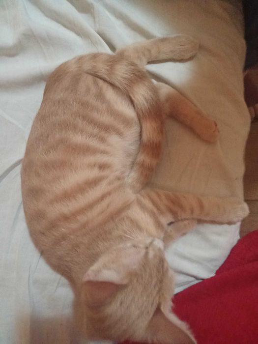 Котенца от Каварна тирсят дом