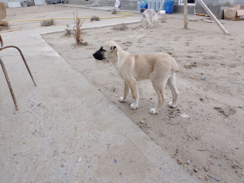 Кангал 3 ойлик угил бола