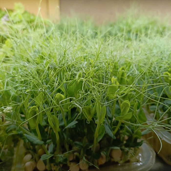 Микрозелень горох и другие