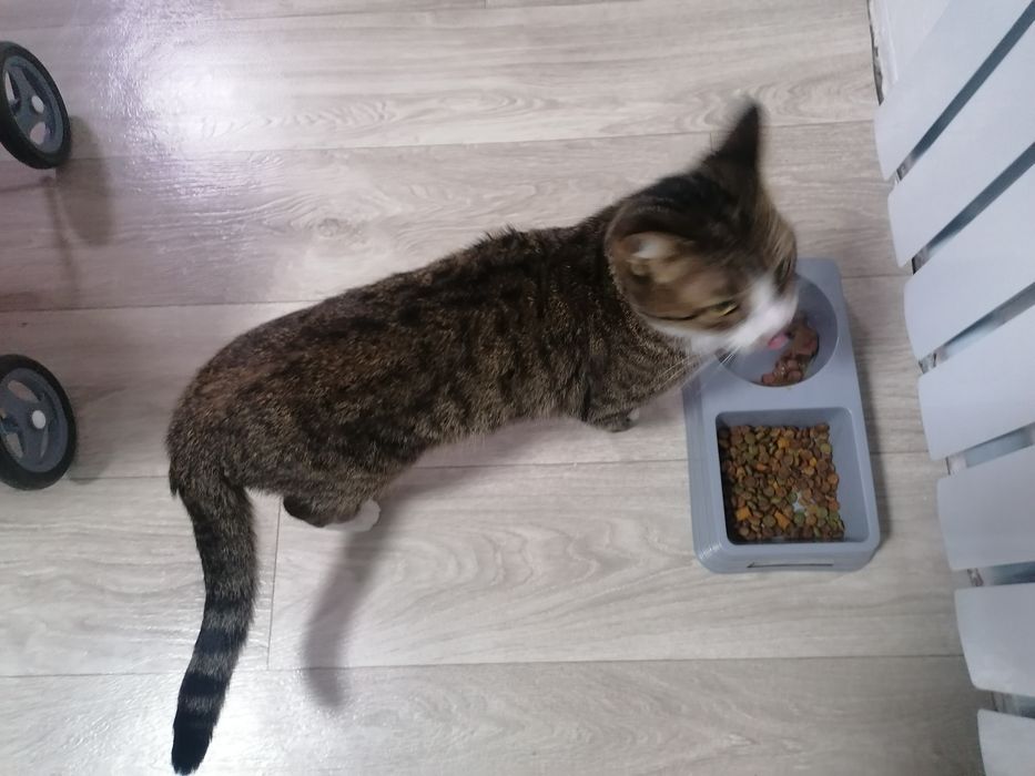 Отдам кошку в хорошие руки