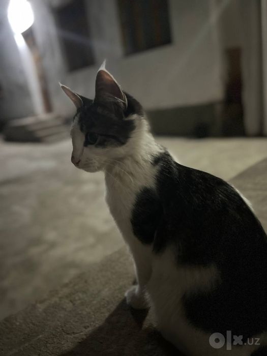 Домашняя кошка .