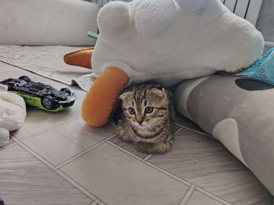 Продам кошка 30 000т