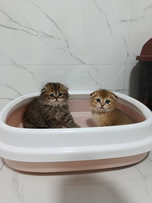 Продается котенок. Скотиш фолд