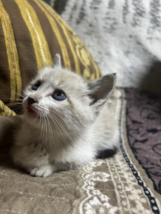Отдадим котенка мальчик сиамский