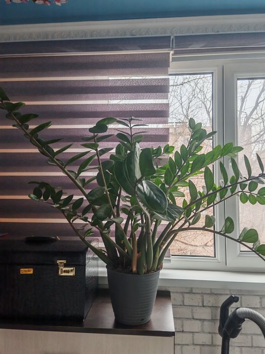 Долларовое дерево