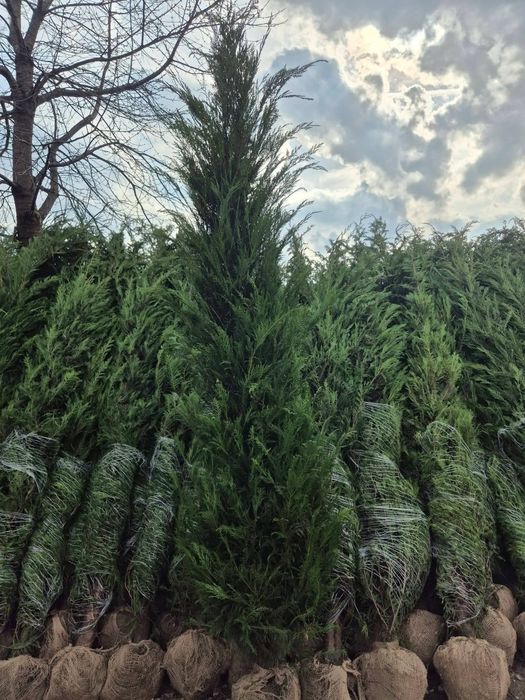 Cupresocyparis leylandii
