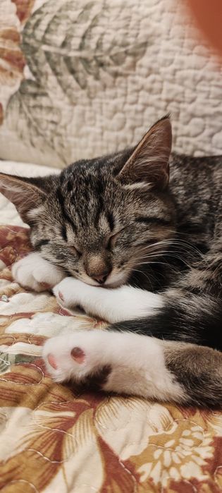 Котенок. Мальчик месяцев 4