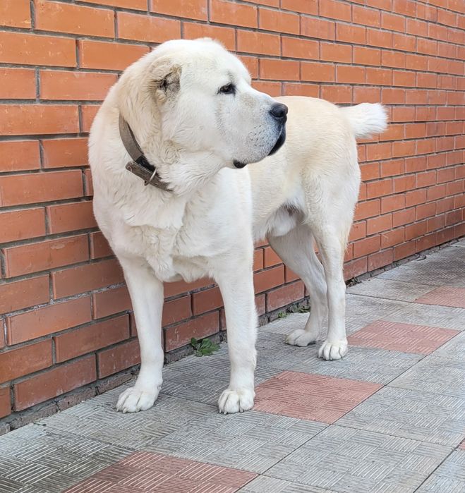 Алабай САО для вязки