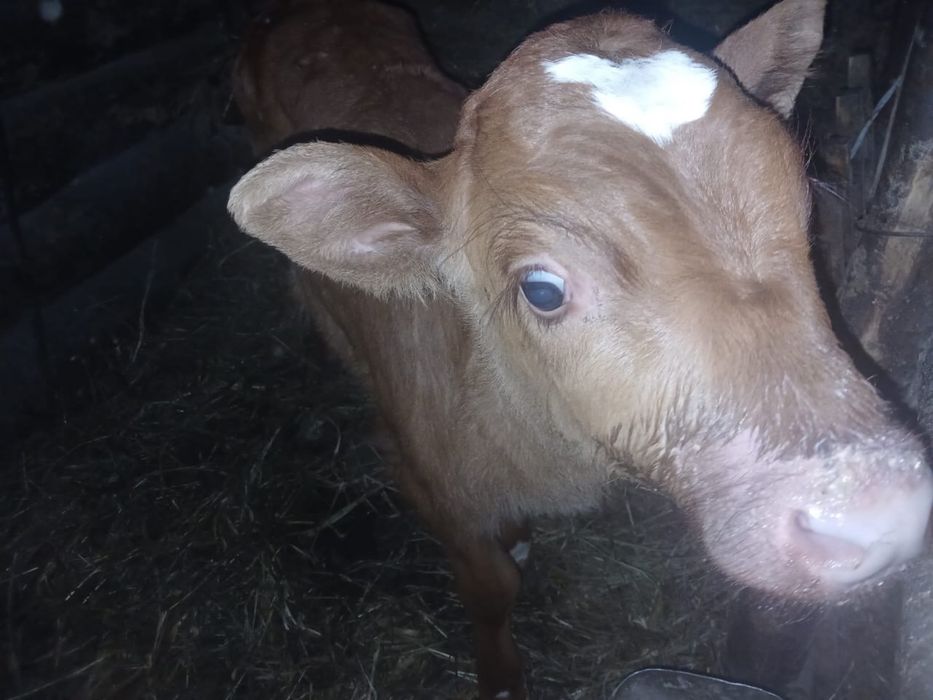 Продам теленка ( бычек)