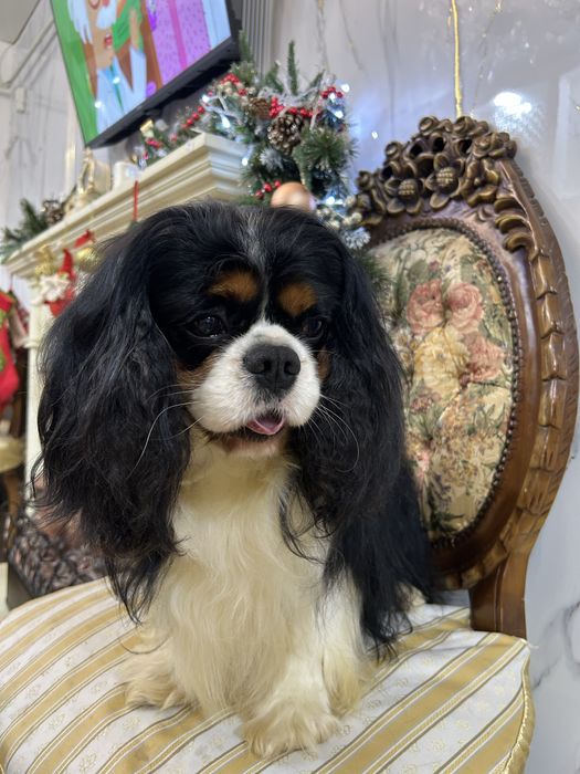 Кавалер кинг чарльз спаниель