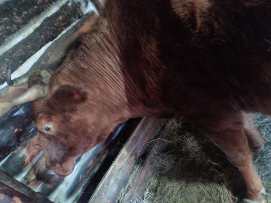 Продается Корова