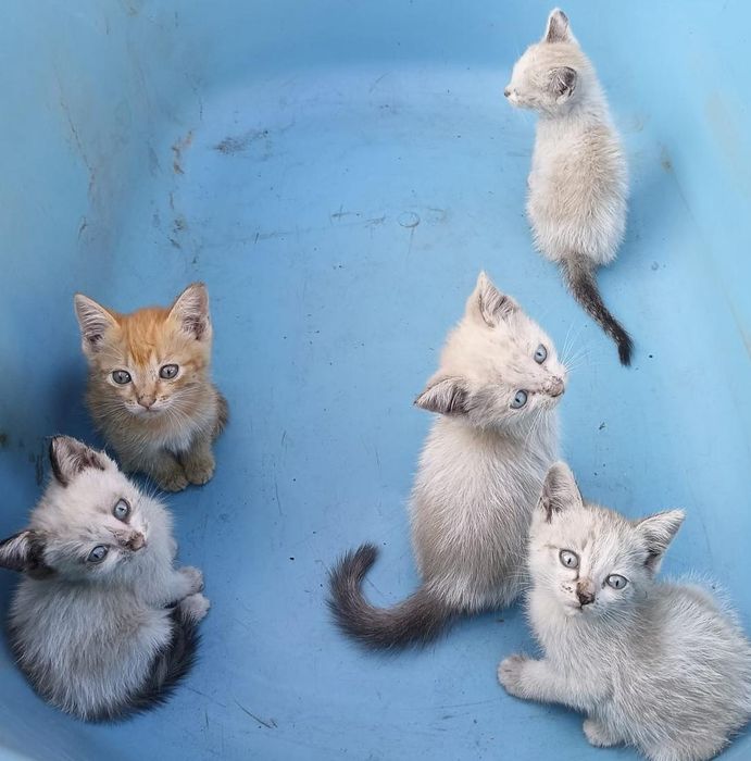 Отдам котят бесплатно