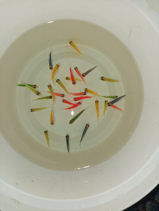 Тернетсия крупные размерда