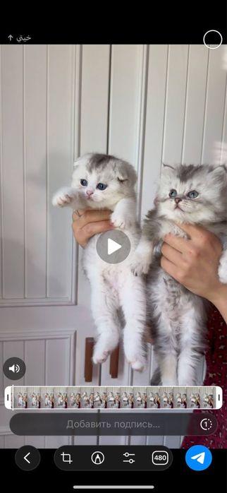 Продается котята и кошки