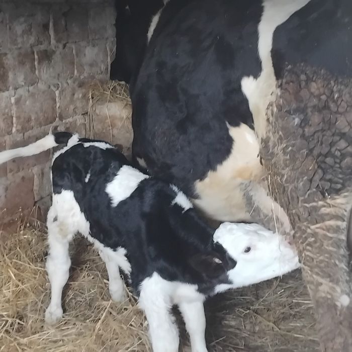 Vând vaca cu tot cu vițel