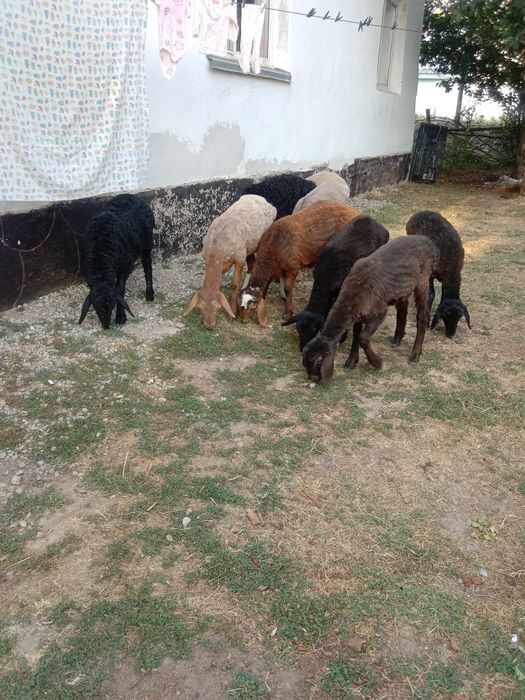 Коз сатылады срошна