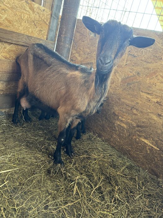 Capră de rasă alpină