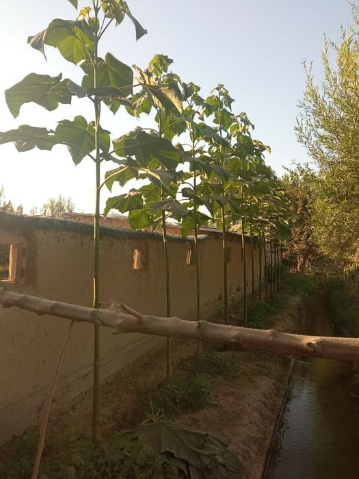 PAVLONYA kochatlari Павлоня кочатлари