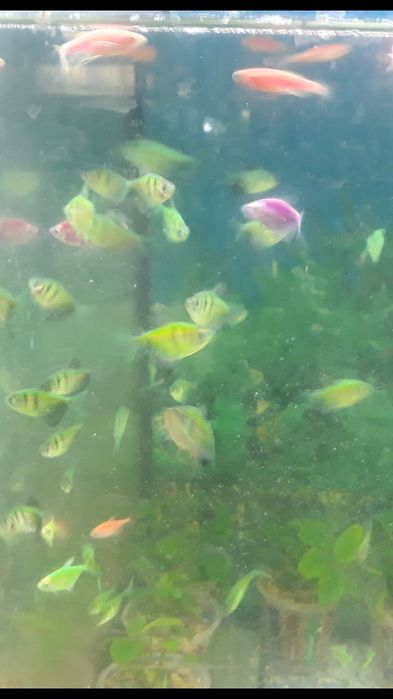 Рыбки акквариумные