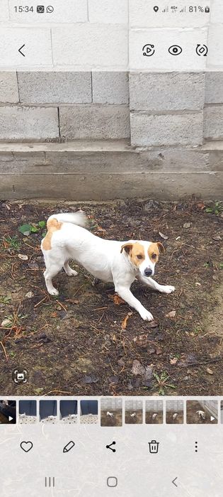 Продам Джек Рассел девочка.