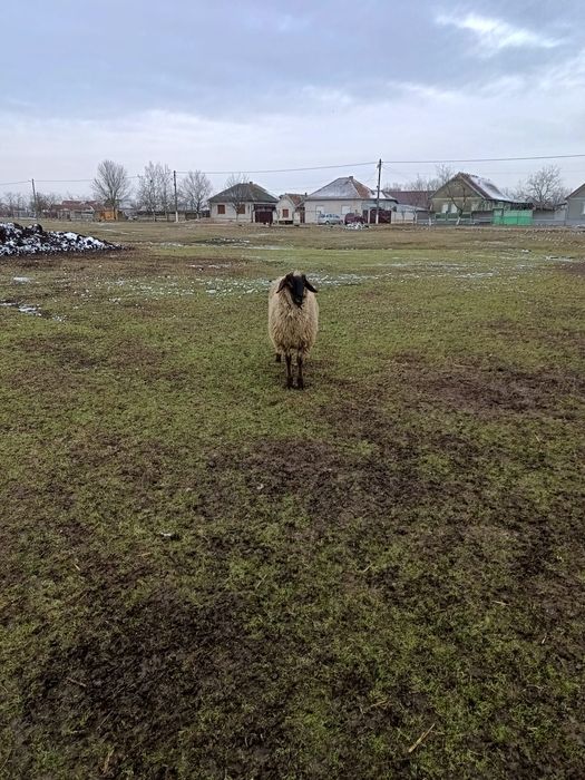 Ofer spre vânzare un berbec