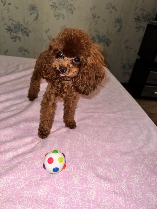 Той-пудель вязка