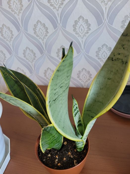 Комнатные растения