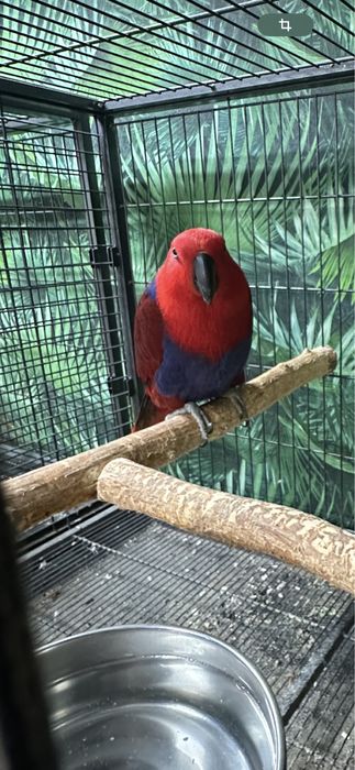 Femela papagal eclectus