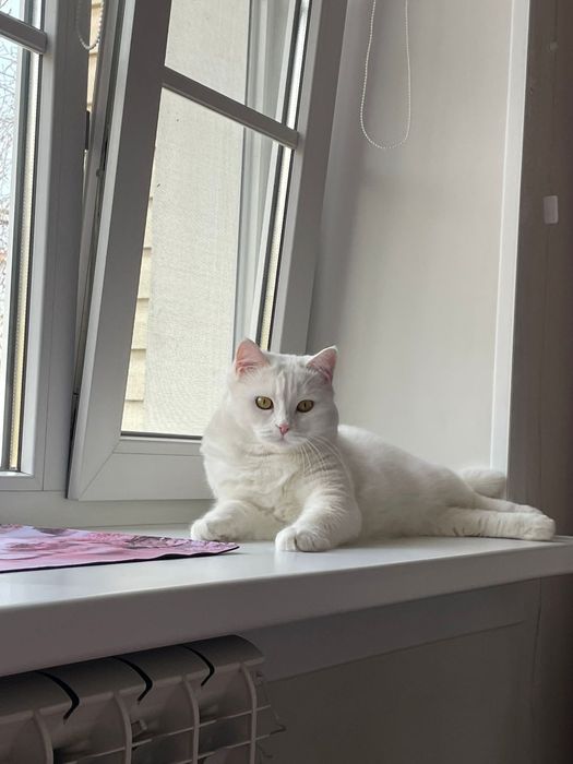 Отдам кошку в добрые руки