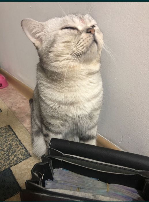 Кот на вязку срочно