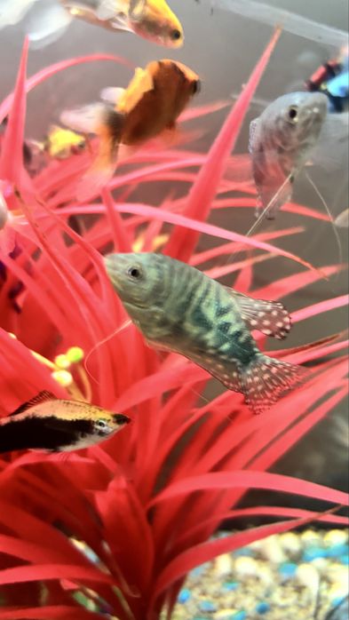 Продам рыбки для аквариума.