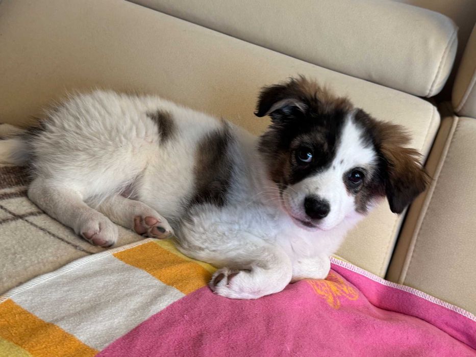 Две бездомни братче и сестриче кученца търсят дом