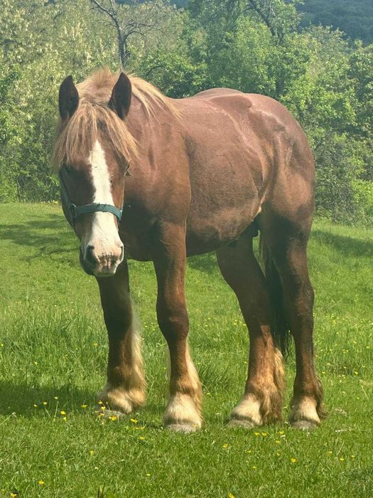 Manz Ardenez de vanzare arges