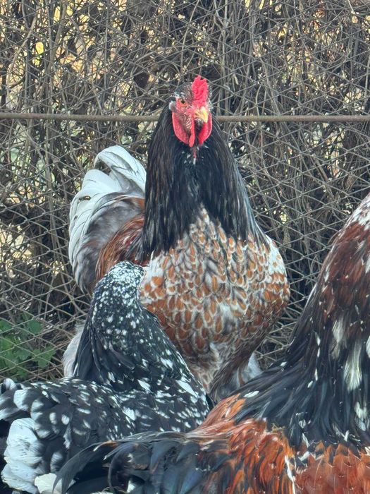 Oua si găini brahma portelan