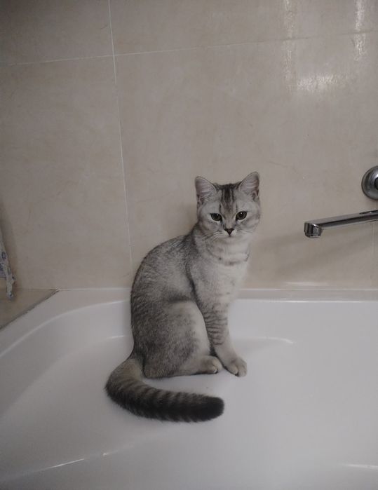 Котята, шотландцы вислоухие