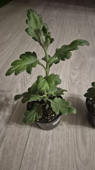 Продам отростки  хризантемы  бигуди